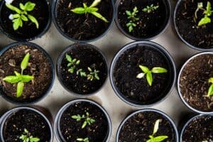 Potted plants sprouting